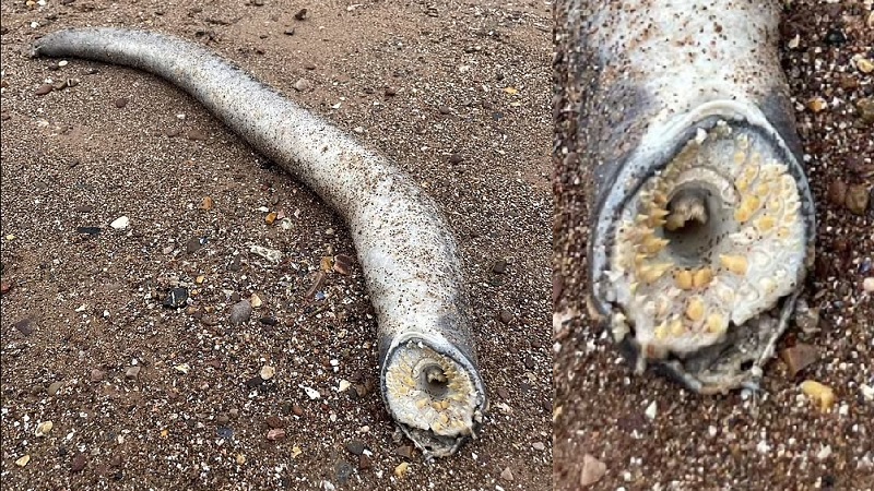 На пляже в Британии нашли червей из «Дюны» 